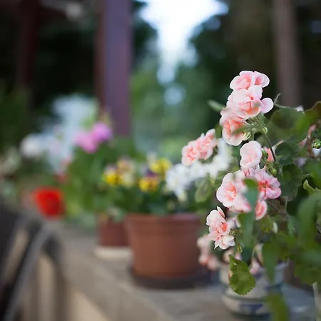 Cecile بيت ضيافة